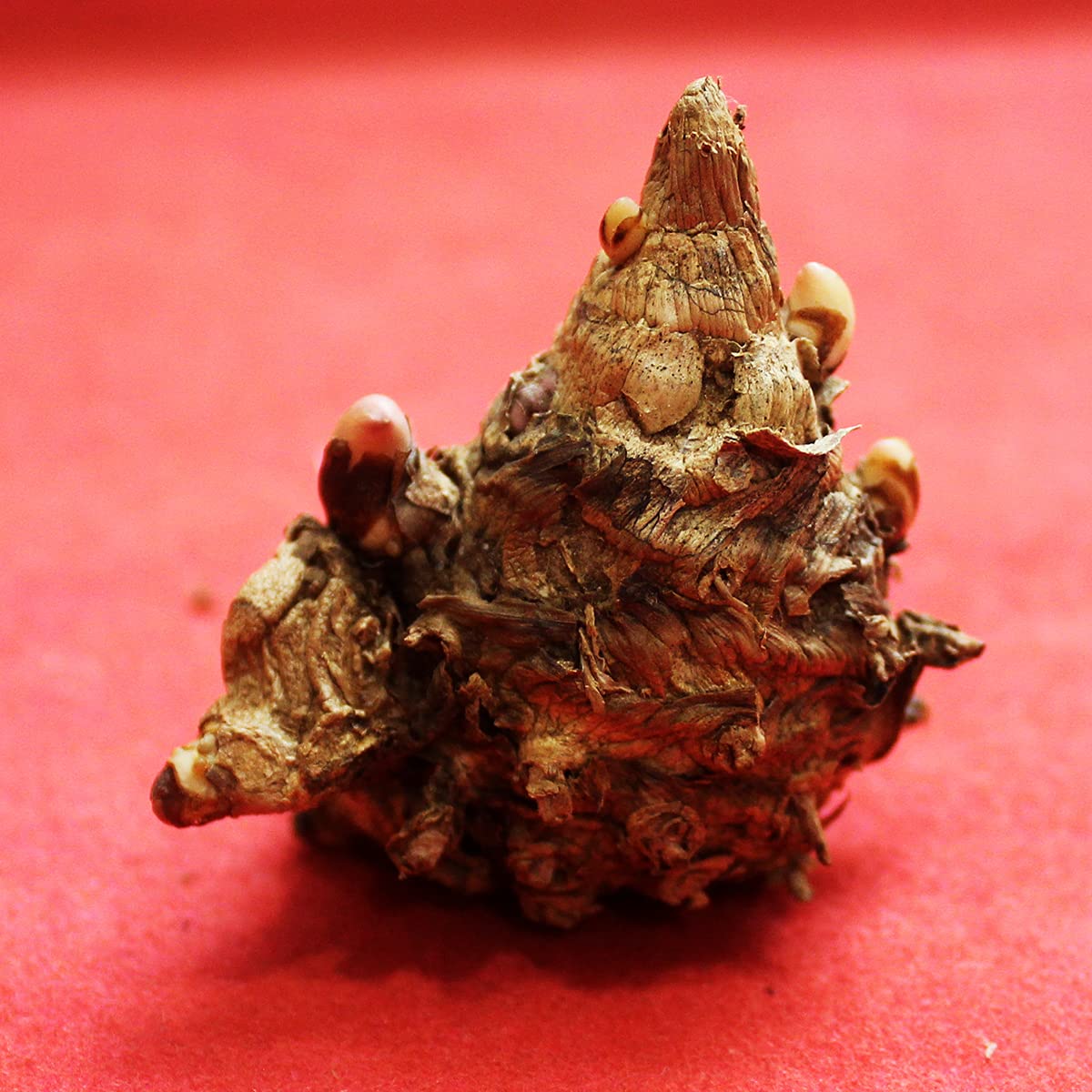 Natural Kali Haldi