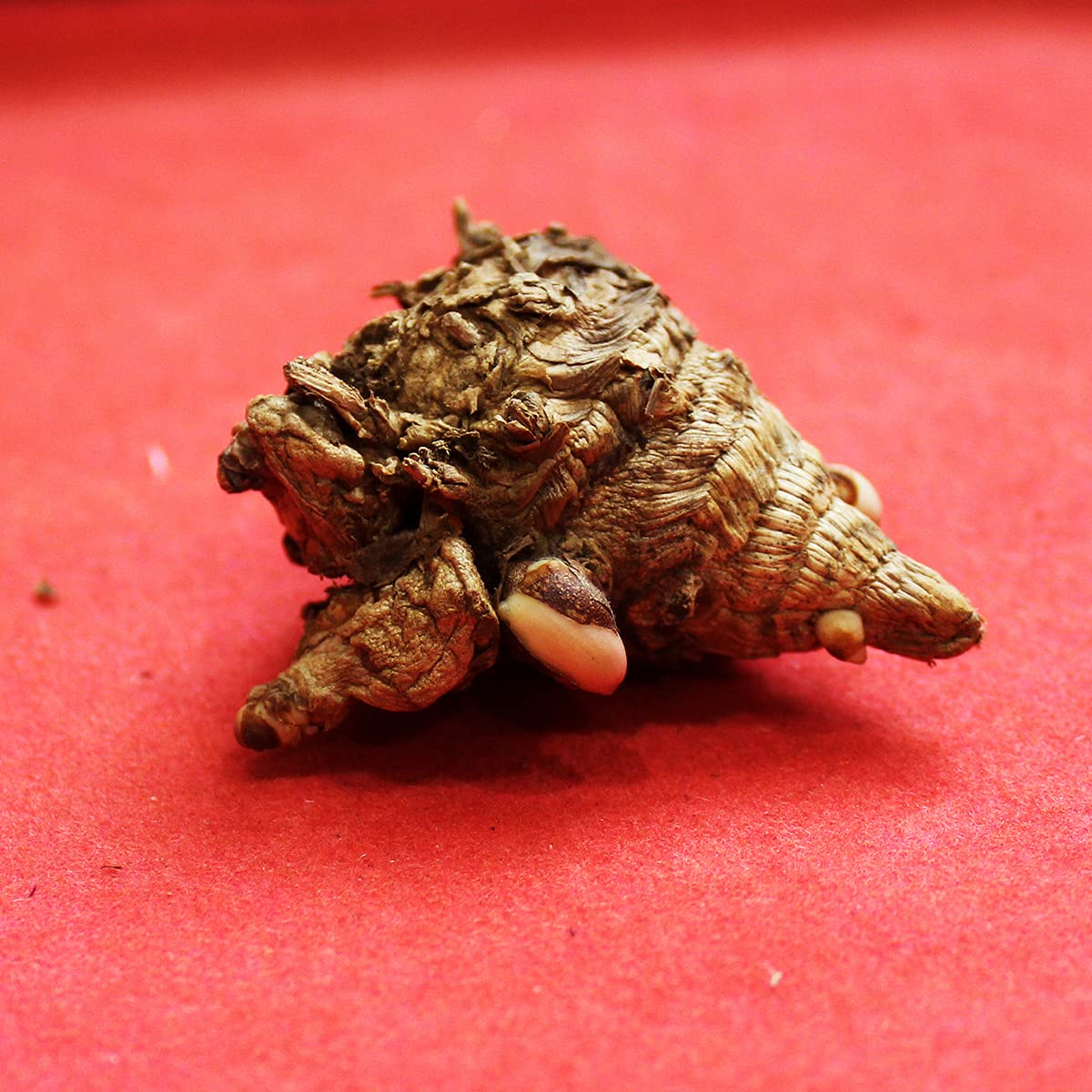 Natural Kali Haldi