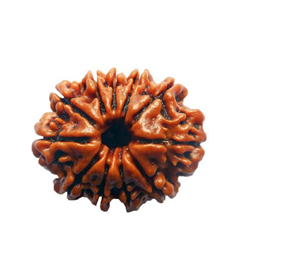 11 Mukhi Rudraksha