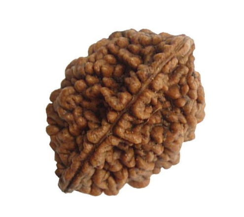 2 Mukhi Rudraksha