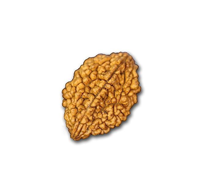 2 Mukhi Rudraksha