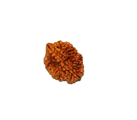 2 Mukhi Rudraksha