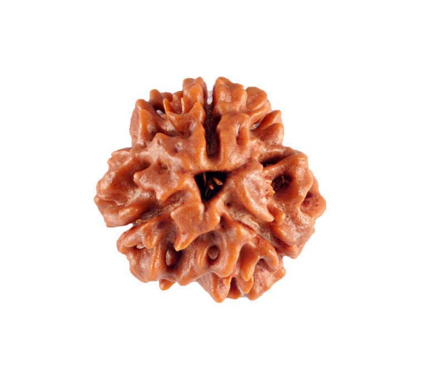 3 Mukhi Rudraksha