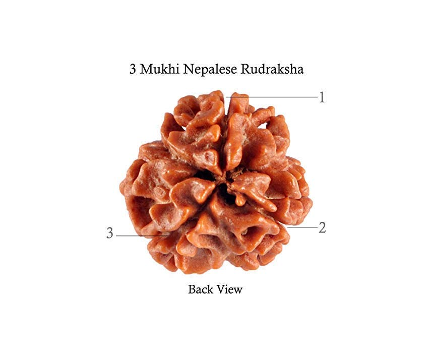 3 Mukhi Rudraksha