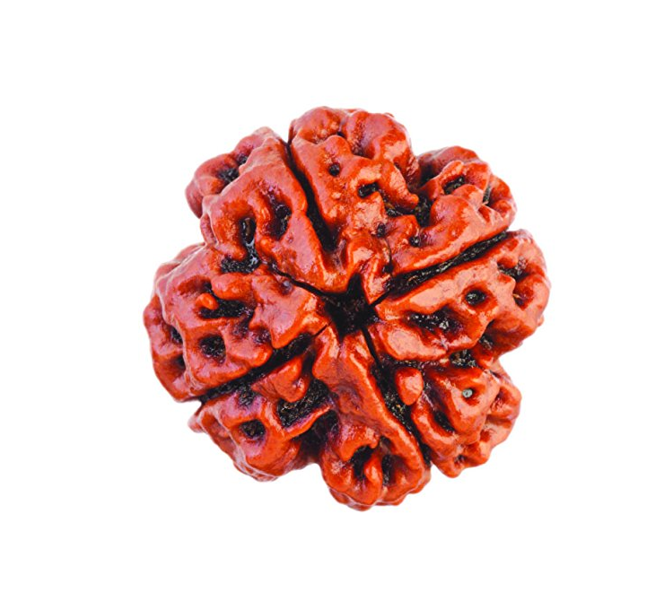 4 Mukhi Rudraksha