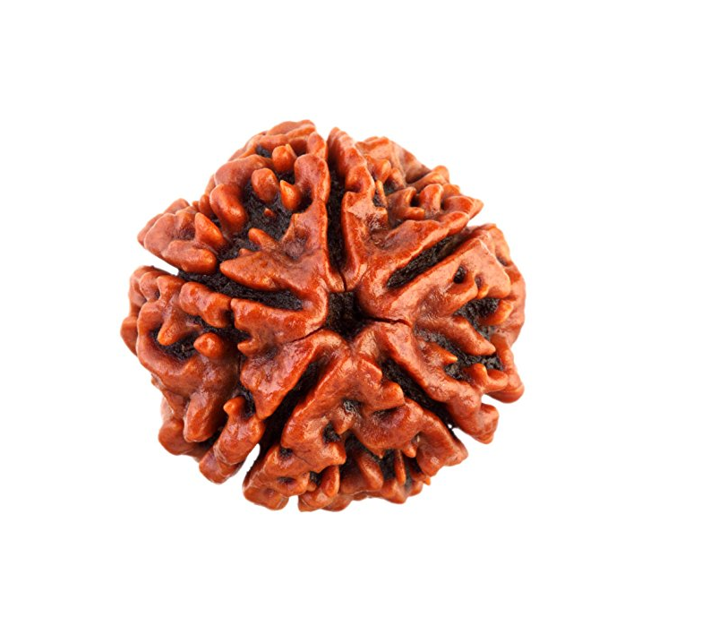 5 Mukhi Rudraksha