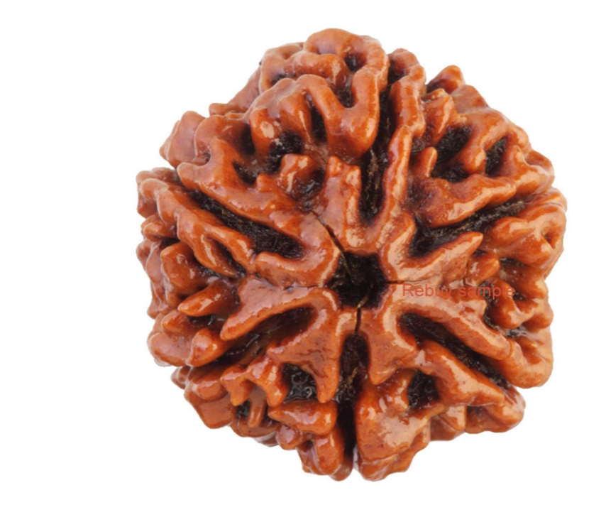 6 Mukhi Rudraksha