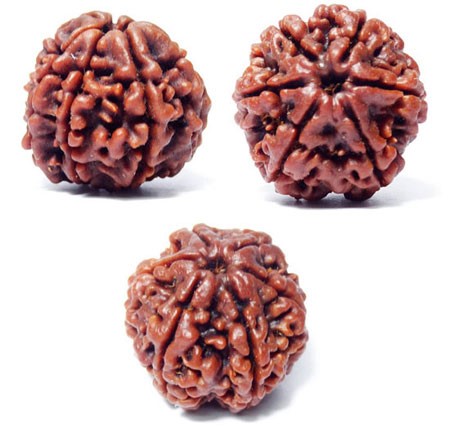 6 Mukhi Rudraksha