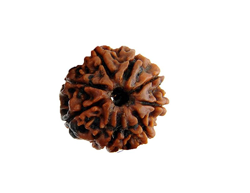8 Mukhi Rudraksha