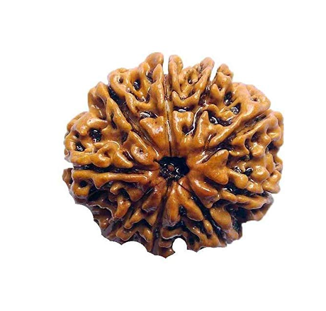 9 Mukhi Rudraksha