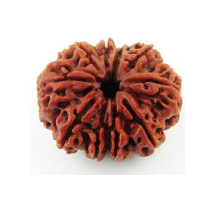 10 Mukhi Rudraksha