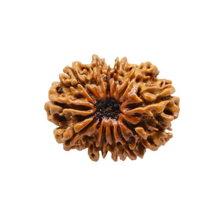12 Mukhi Rudraksha