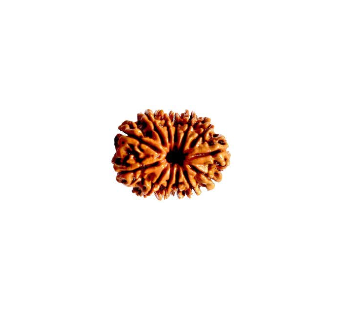 13 Mukhi Rudraksha
