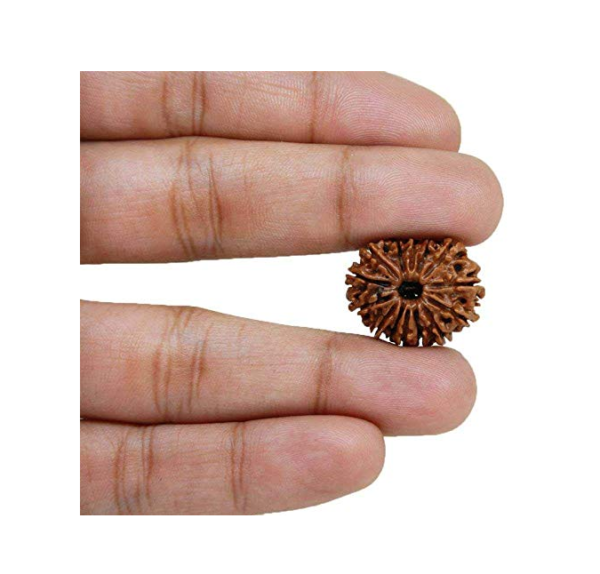 14 Mukhi Rudraksha