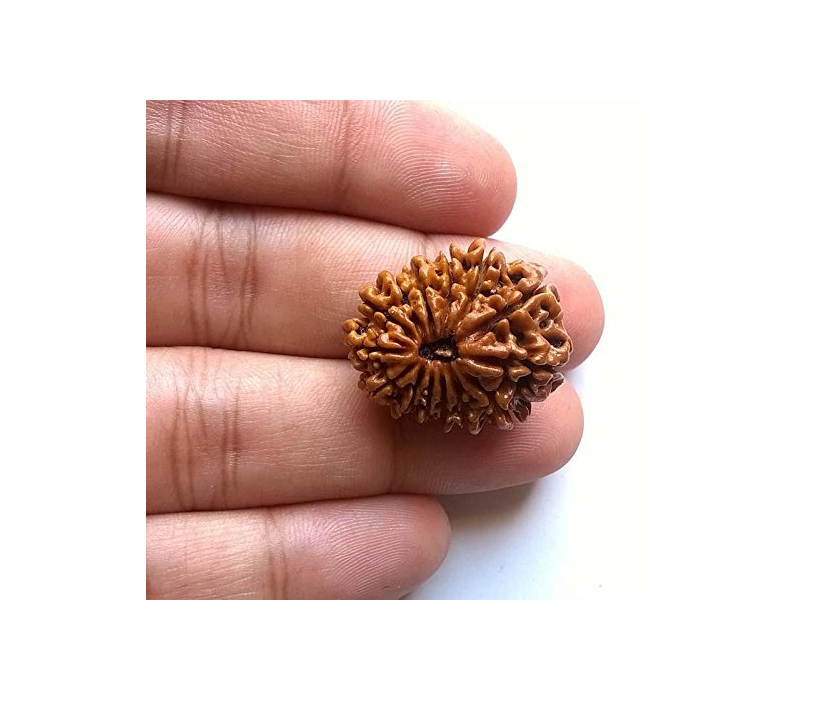 14 Mukhi Rudraksha