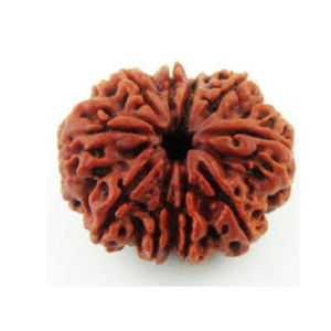 10 Mukhi Rudraksha