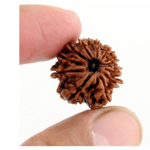 12 Mukhi Rudraksha