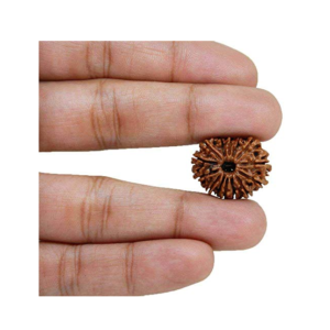 14 Mukhi Rudraksha
