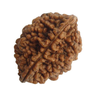 2 Mukhi Rudraksha