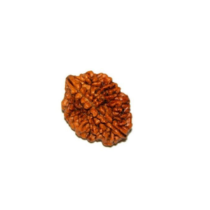 2 Mukhi Rudraksha