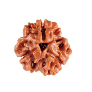 3 Mukhi Rudraksha