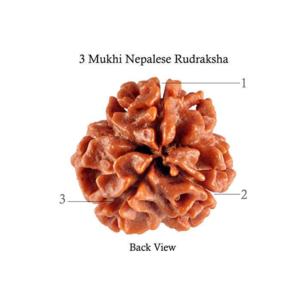 3 Mukhi Rudraksha