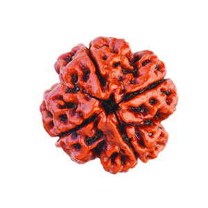 4 Mukhi Rudraksha