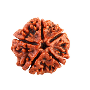 5 Mukhi Rudraksha