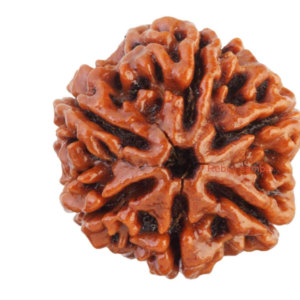 6 Mukhi Rudraksha