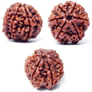 6 Mukhi Rudraksha