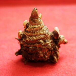 Natural Kali Haldi (Goddess Mahalaxmi)