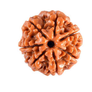 7 Mukhi Rudraksha