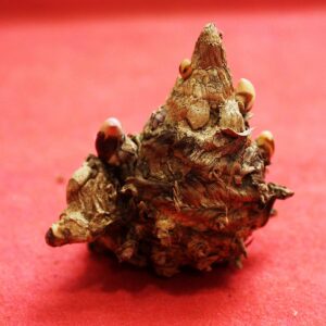 Natural Kali Haldi (Goddess Mahalaxmi)