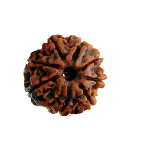 8 Mukhi Rudraksha