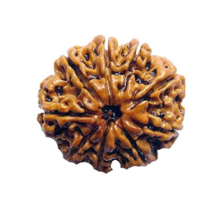 9 Mukhi Rudraksha